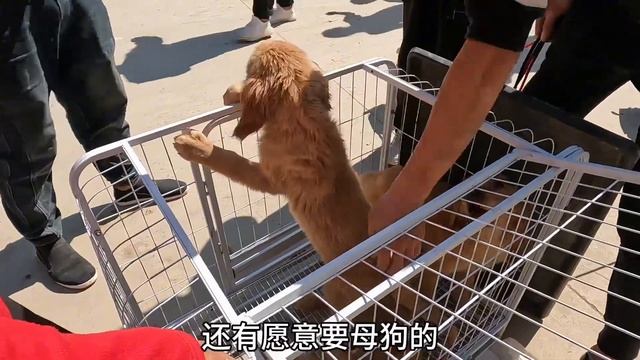 狗狗找到了新家，主人却又万般不舍，金毛的表现更是让人看了心酸 смотреть онлайн
