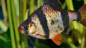 СУМАТРАНСКИЙ БАРБУС. СОДЕРЖАНИЕ И РАЗВЕДЕНИЕ