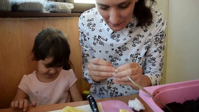 Лимон из косточки. Сажаем очищенную косточку в открытый грунт. Юные садоводы смотреть онлайн