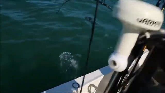 130 КГ ГИГАНТ - МОРСКОЙ ОКУНЬ МОНСТРР УгаРное /Βίντεο смотреть онлайн