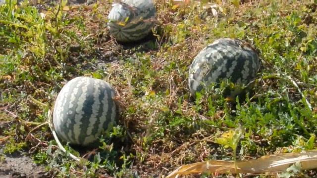 Большой полосатый но не вкусный!!! смотреть онлайн