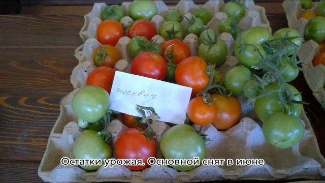 Томаты открытого грунта 2019 г для Урала и Сибири. Линейные сорта