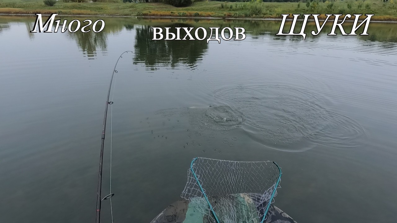 Много выходов ЩУКИ на мелководье.Осенняя рыбалка на хищника получилась результативной. смотреть онлайн