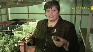 Проращивание картофеля. Размножение. Рассада картофеля.