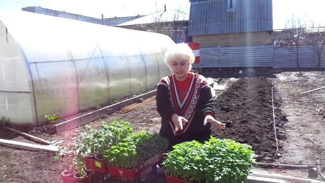 КАК ВЫРАСТИТЬ РАССАДУ НА ПРОДАЖУ? Часть 4 - закаливание. Ольга Чернова. смотреть онлайн