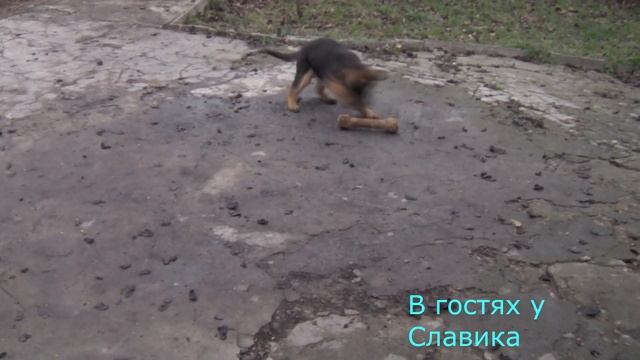 Щенки Немецкой Овчарки 3 Месяца. German Shepherd puppies. смотреть онлайн