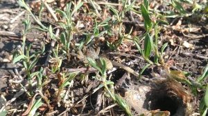 Как легко и просто вывести тарантулов с Вашего земельного участка. Уничтожение тарантулов. Новинка!