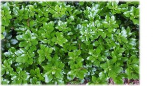 Незаменимая пахизандра - неприхотливый многолетник для вашего сада