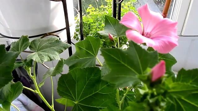 "Слезы" клещевины и посадки на балконе смотреть онлайн