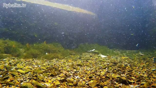 Силикон Reins Fat G-Tail Grub на отводном поводке. Underwater смотреть онлайн