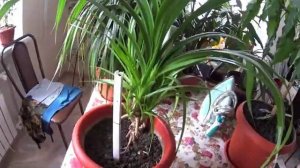 Комнатные растения. Апрель (2)