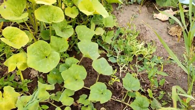 Сибирский арбуз смотреть онлайн