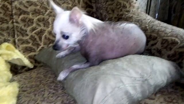 Лысая собака язык показывает смотреть онлайн