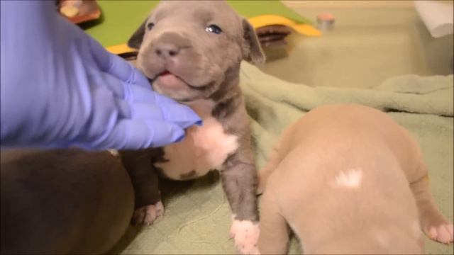 XL Bully Pitbull Puppies For Sale 2016 смотреть онлайн
