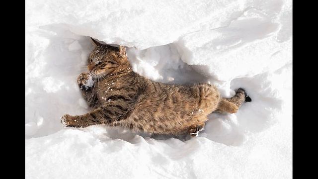 4. Кошки тоже любят снег. Фотокартинки. (Часть 4) смотреть онлайн