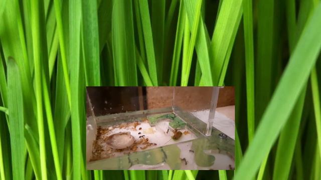 Мои муравьи едят таракана.Ants eating a cockroach. смотреть онлайн