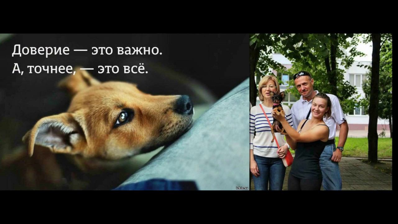 А у собак, в отличие от людей, хорошая память на хорошее — и плохая на плохое Эльчин Сафарли iPh смотреть онлайн
