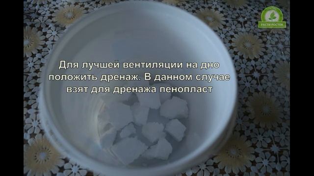Пикировка помидоров из торфяных таблеток смотреть онлайн