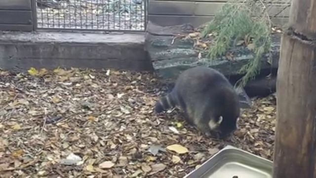 Зоопарк в Черкассах смотреть онлайн