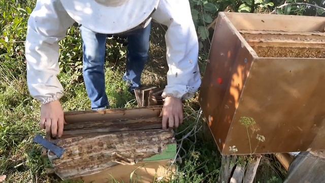 МАЛЕНЬКИЙ НО УДАЛЕНЬКИЙ РОЙ!!! ПРИВЕЗ ПОСЛЕДНИЙ РОЙ 2021!!! смотреть онлайн