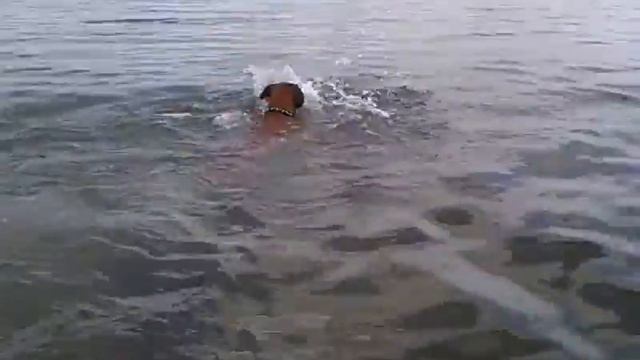 Who says boxers can't swim! They just swim funny смотреть онлайн
