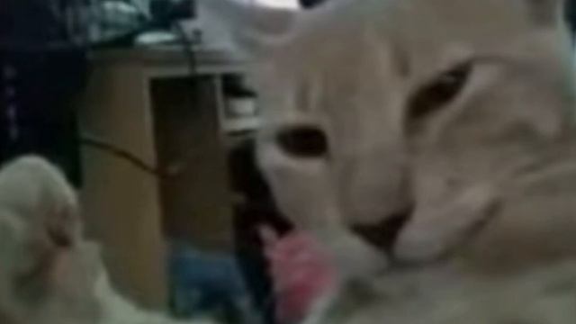 Саня где 4 рубля смотреть онлайн