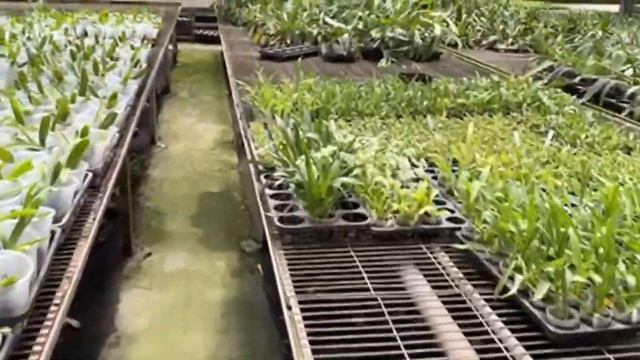 Орхидеи сладкоежек смотреть онлайн