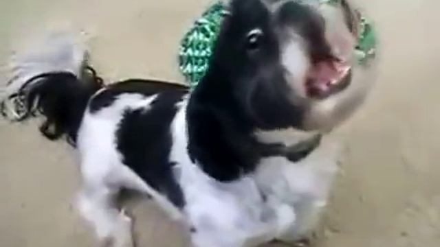 Собака смешно кричит ! Это надо видеть ! смотреть онлайн