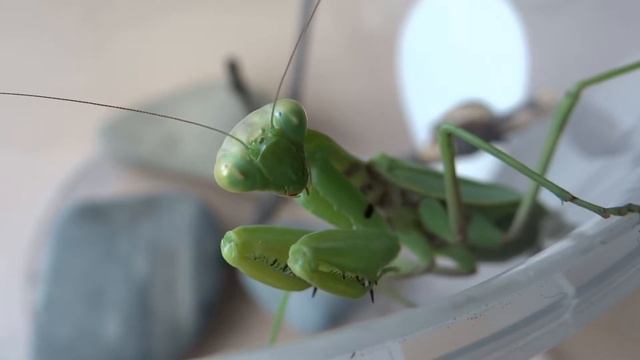 Богомол. Чистит лапки. смотреть онлайн