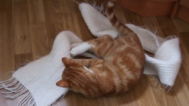 Кот и шарф смотреть онлайн