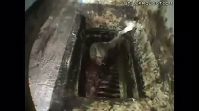 Хватить кушать эту дохлятину