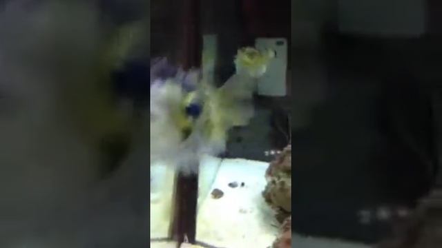 Pufferfish puffs up in my aquarium смотреть онлайн