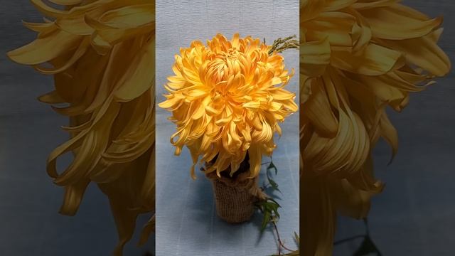 Цветут цветы. #chrysanthemumflower ?#хризантема смотреть онлайн