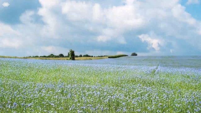 Reiki 3 Minute Timer With Piano Music And Nature Sounds 26 X 3 Minute Bells