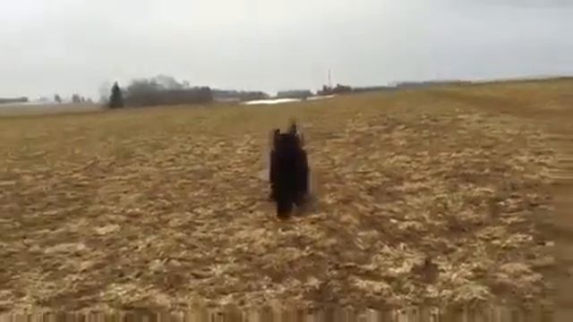 Nyusha Black Russian Terrier / Black Forest Sunday Walk смотреть онлайн
