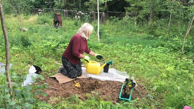 Ланкастерский орех. Посадка. смотреть онлайн
