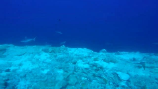 Haie Miyaru Faru Süd Male Atoll смотреть онлайн