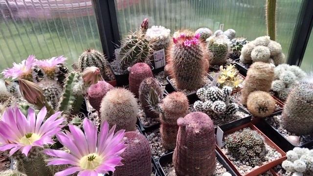 Коллекция кактусов.Трихоцереусы цветут,нотокактусы,пародии,лобивия,эхиноцереус,ребуции.. смотреть онлайн