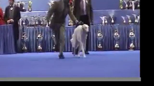 Crufts Qualification Luxembourg 2010 смотреть онлайн
