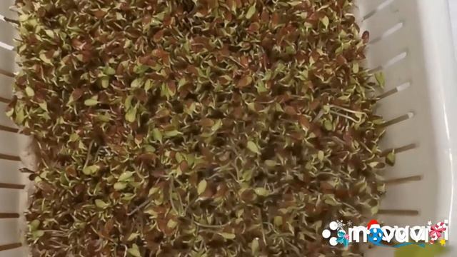 Как прорастить лен на микрозелень смотреть онлайн