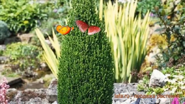 Можжевельник обыкновенный Компресса (compressa) ? обзор: как сажать, саженцы можжевельника Компресс смотреть онлайн