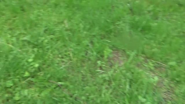 Белки Петергофа,20/06/17г смотреть онлайн