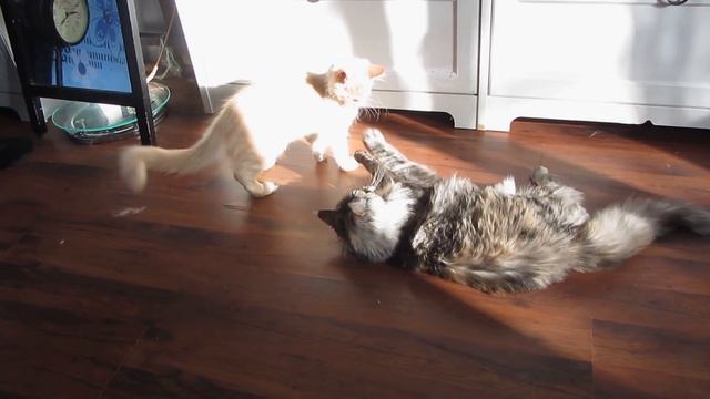 Агрессивный котенок нападает.Aggressive kitten attacks. смотреть онлайн