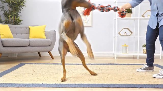 Video :Purina Pro Plan Adult Sensitive Skin & Stomach Salmon & Rice | PuppySimply смотреть онлайн