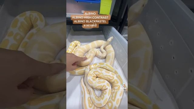 Albino vs Albino HC vs Albino Blackpastel смотреть онлайн