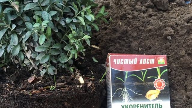 САМШИТ ПОСАДКА ОБРАБОТКА СТРИЖКА смотреть онлайн