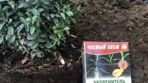 САМШИТ ПОСАДКА ОБРАБОТКА СТРИЖКА