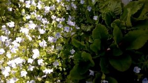 ВЕРОНИКА ПОЛЗУЧАЯ ПОЧВОПОКРОВНАЯ,СОВЕТЫ,СЕКРЕТЫ, КРАСОТА И ПОЛЬЗА НА САДОВОМ УЧАСТКЕ