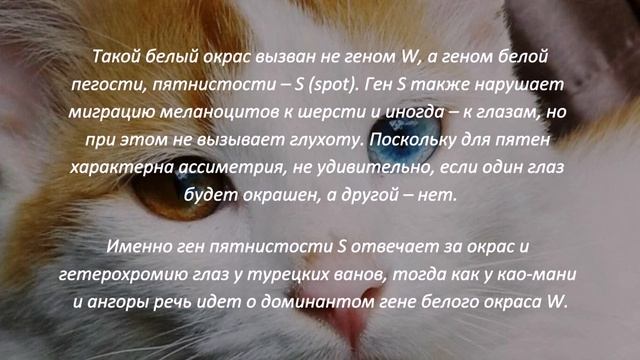 Порода кошек с разными глазами не существует Красивый феномен Cats with different eyes смотреть онлайн