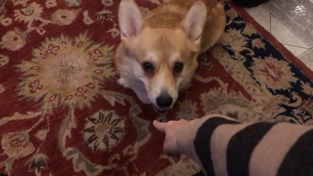 VLOG: Навещаю Таффи! Мы его бросили?! смотреть онлайн